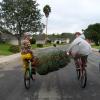 Leave the car at home, it's more fun - Christmas tree transport by bike