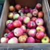 Fresh apples on display